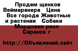 Продам щенков Веймаранера › Цена ­ 30 - Все города Животные и растения » Собаки   . Мордовия респ.,Саранск г.